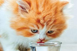 yavru kediler su içer mi