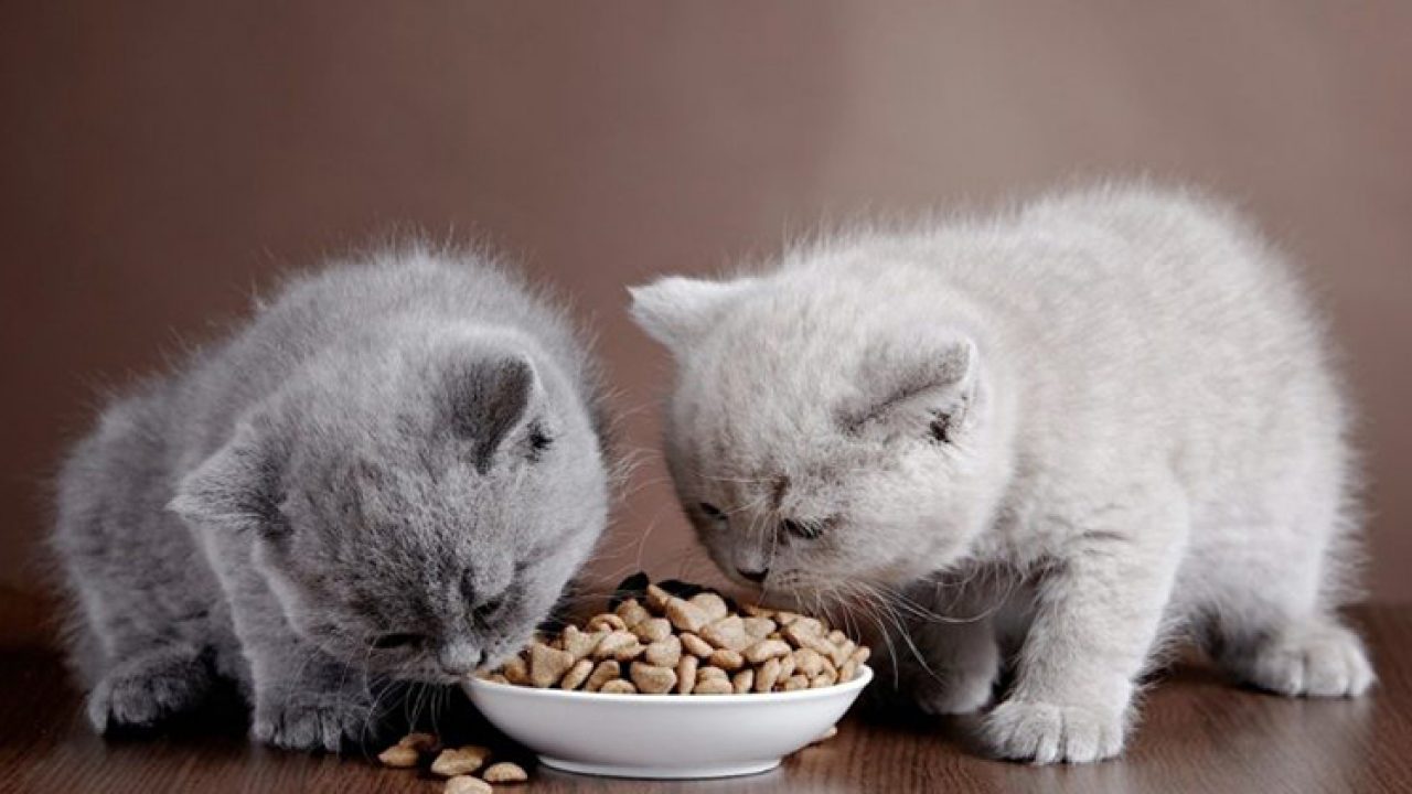 yavru kedilerin beslenmesi yavru kedilere kac ay sonra kuru mama verilir kedi blog