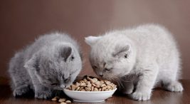 yavru kedilerde beslenme