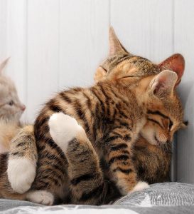 yavru kedilerde pire ve tedavisi