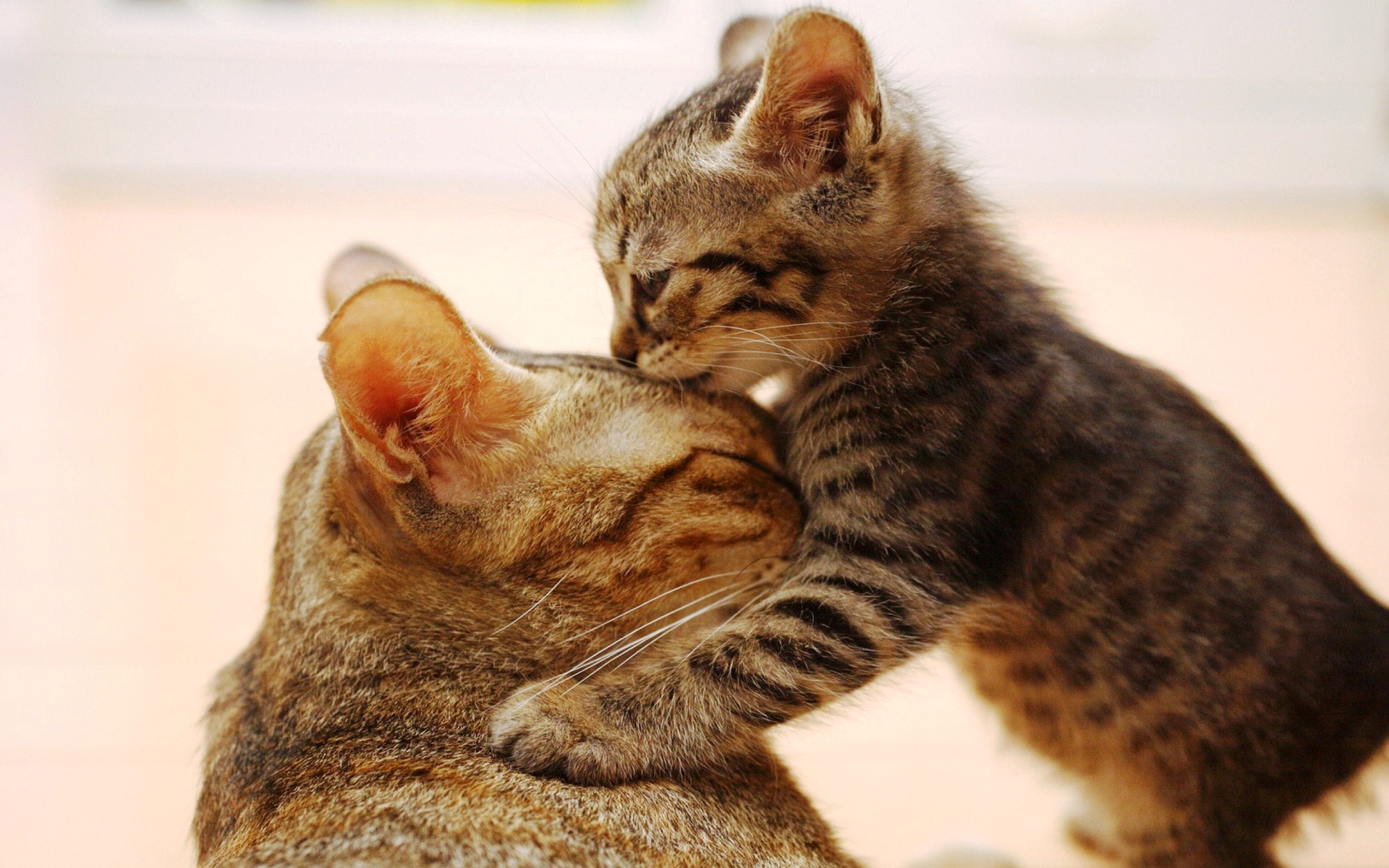 Yavru Kedilerin Beslenmesi Yavru Kedilere Kac Ay Sonra Kuru Mama Verilir Kedi Blog